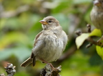 FZ020169 House sparrow (Passer domesticus).jpg